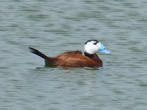 A dapper male White-headed Duck - Oxyura leucocephala © John Muddeman